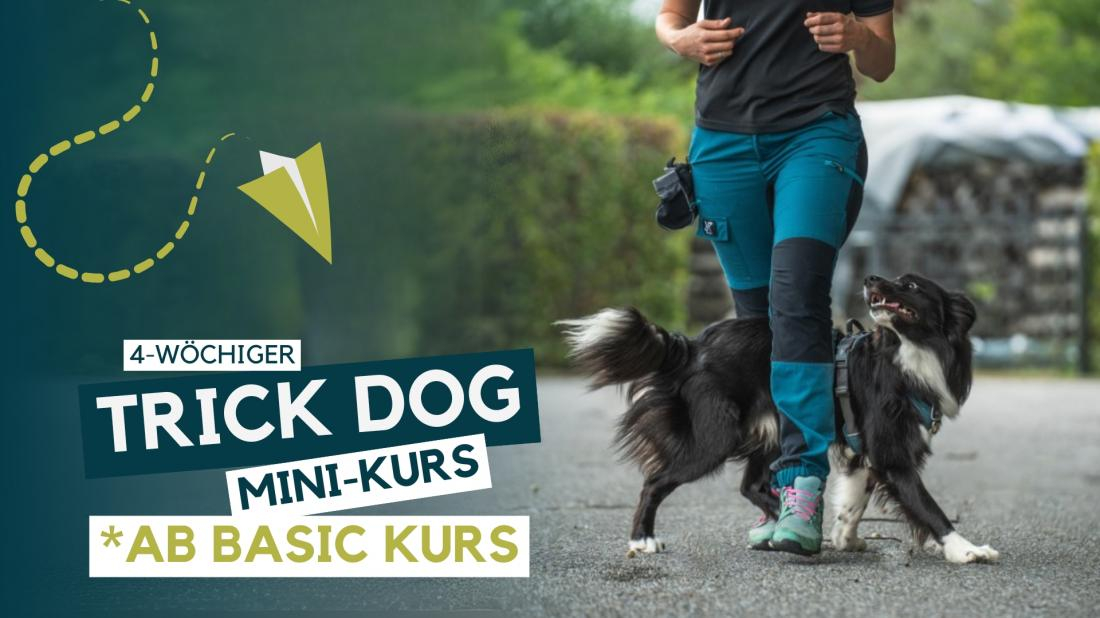 Trick Dog Kurs